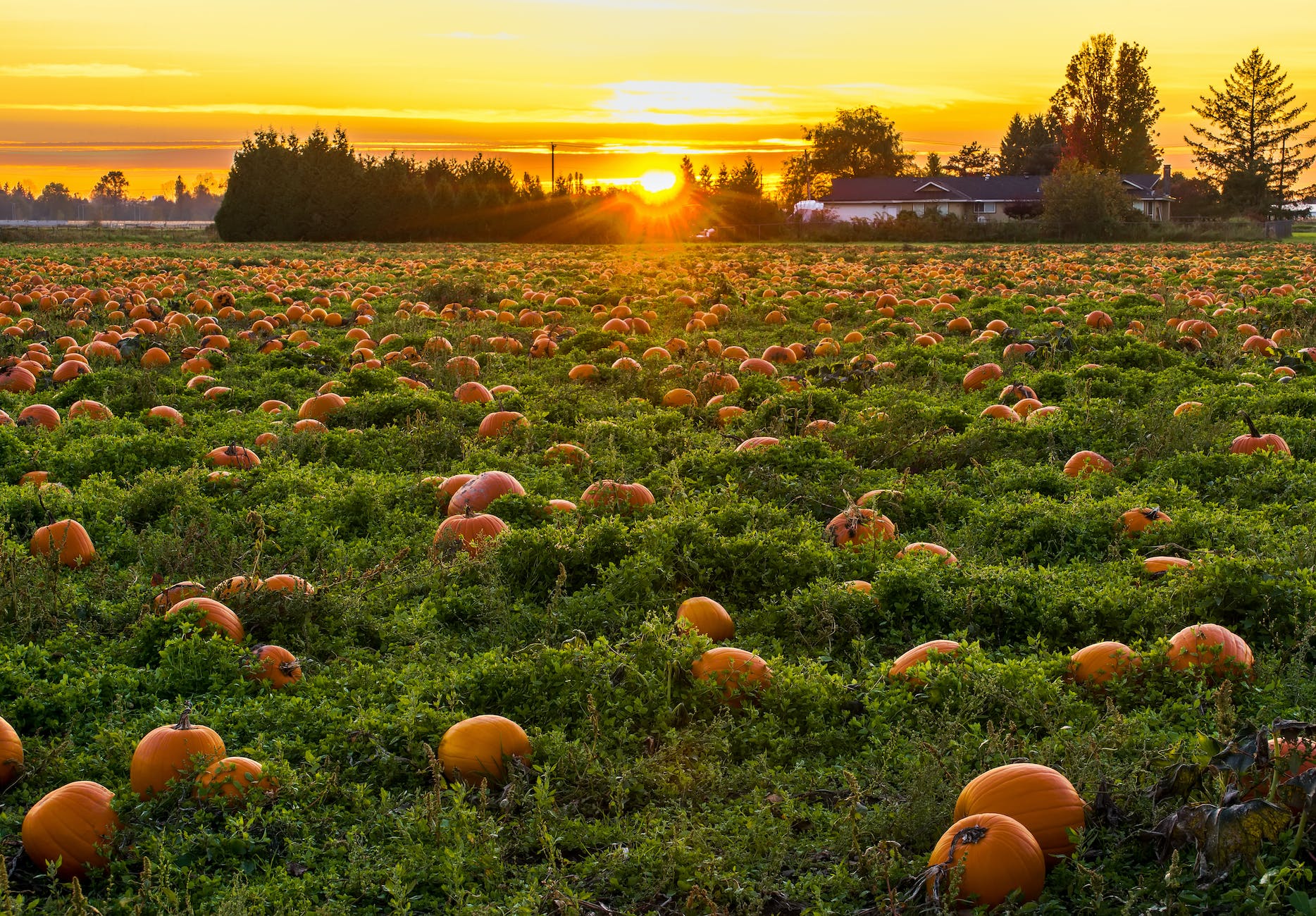 eating in season fall edition. photo of field full of pumpkins